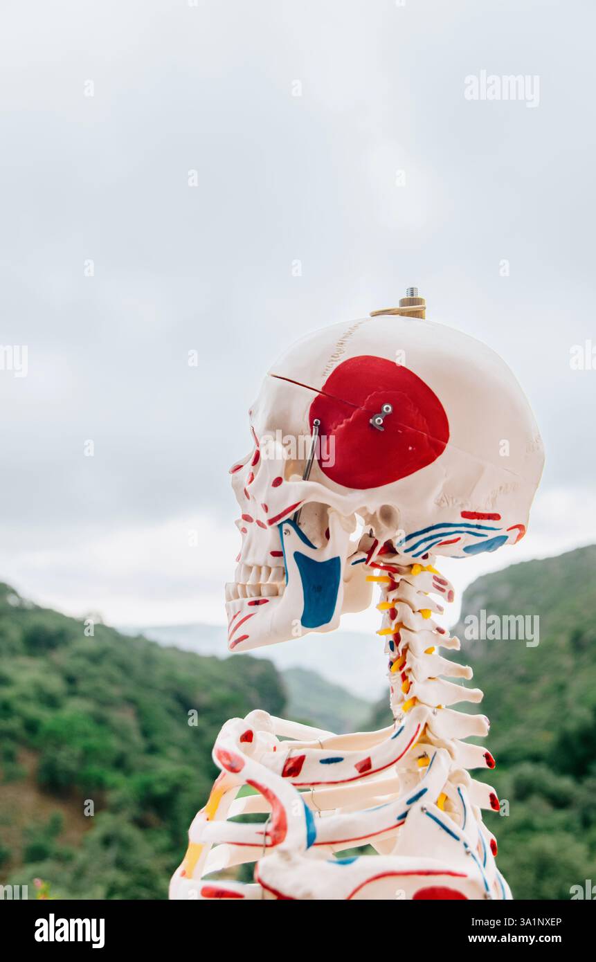 Vista laterale del cranio e della colonna cervicale del modello anatomico di scheletro umano con sfondo di montagna Foto Stock