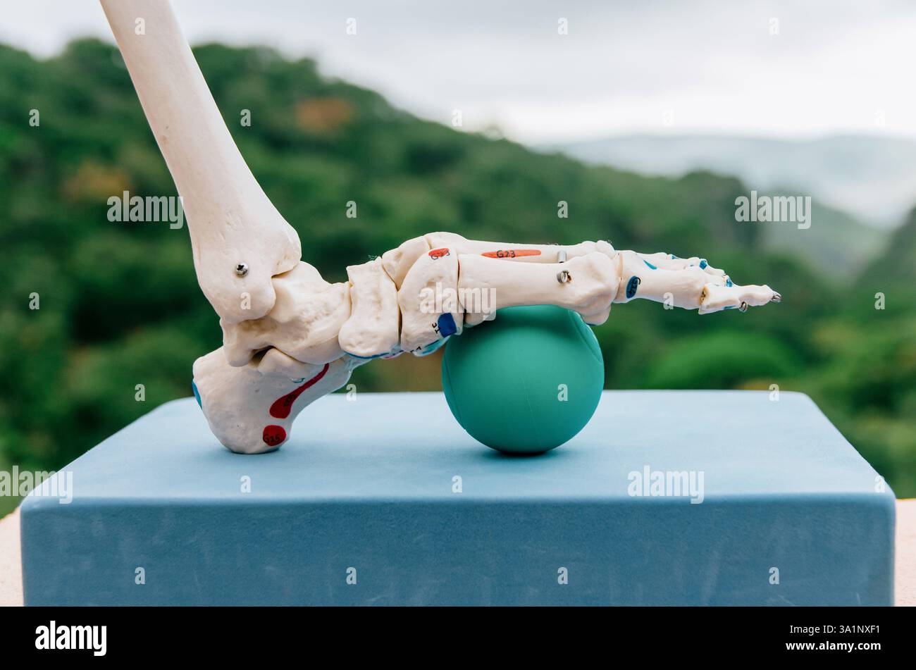 Vista laterale del modello scheletrico di piede sulla sfera terapeutica che mostra il rilascio miofasciale Foto Stock