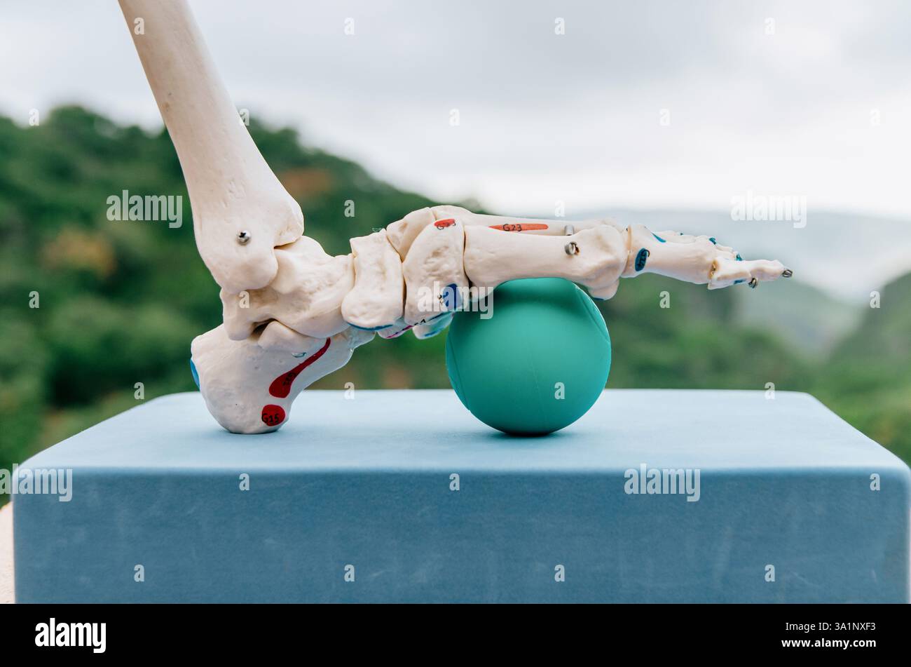 Vista laterale del modello scheletrico di piede sulla sfera terapeutica che mostra il rilascio miofasciale Foto Stock