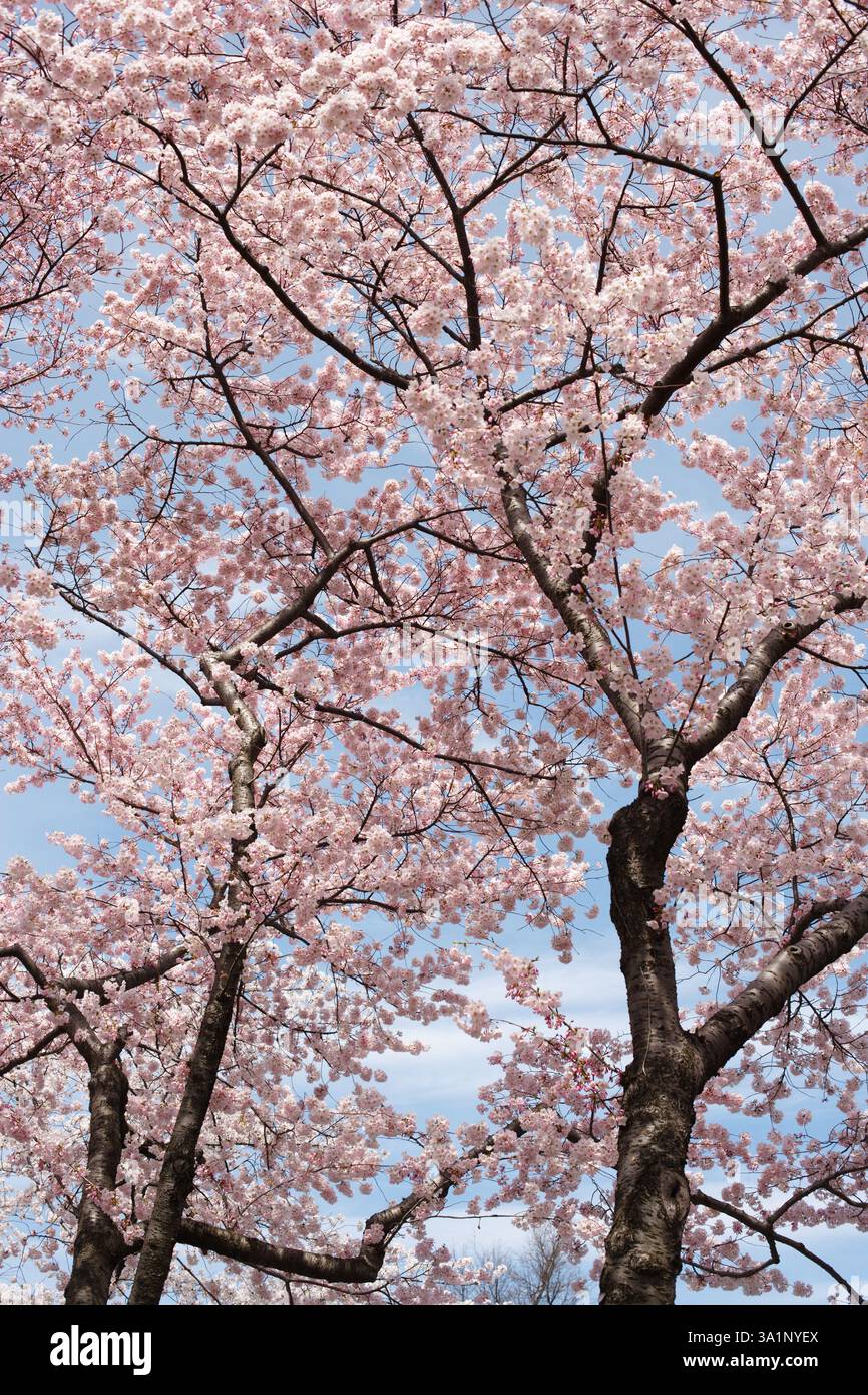 Deliziosi ciliegi Yoshino in fiore presso il bacino di marea di Washington DC. Foto Stock