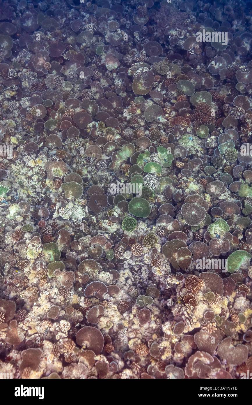 Immersioni subacquee nella colorata barriera corallina tropicale Foto Stock