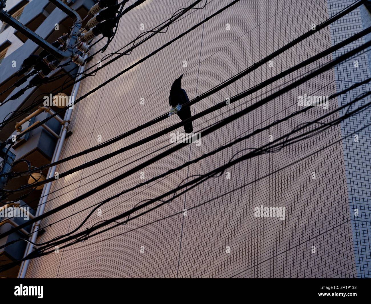 Un corvo appollaiato su linee elettriche aeree nel quartiere di Shinjuku, che si aggrappa su un contenitore alimentare di plastica vuoto Foto Stock