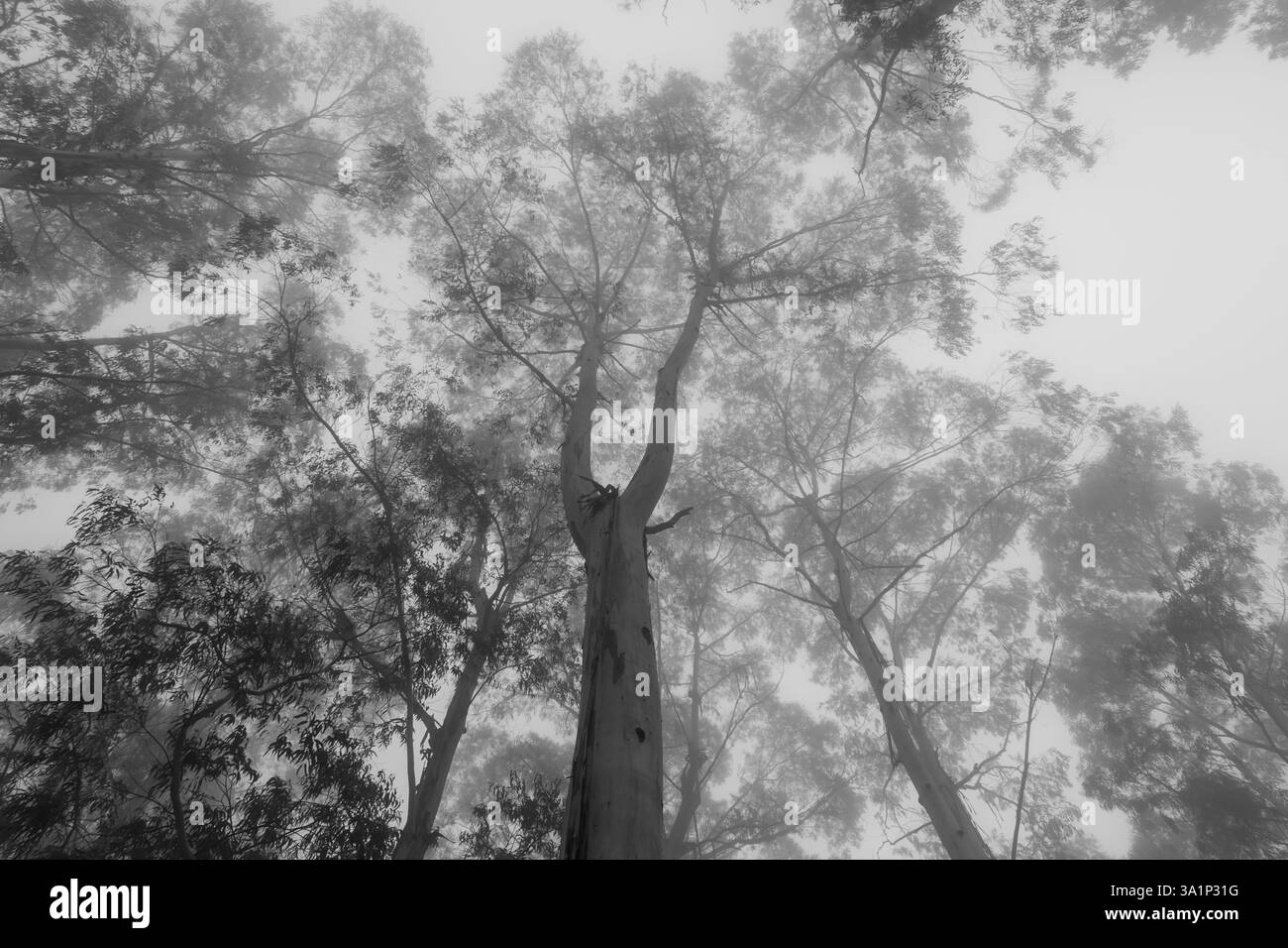 Giornata di caccia in una piantagione di eucalipto - Sao Francisco de Paula, a sud del Brasile Foto Stock