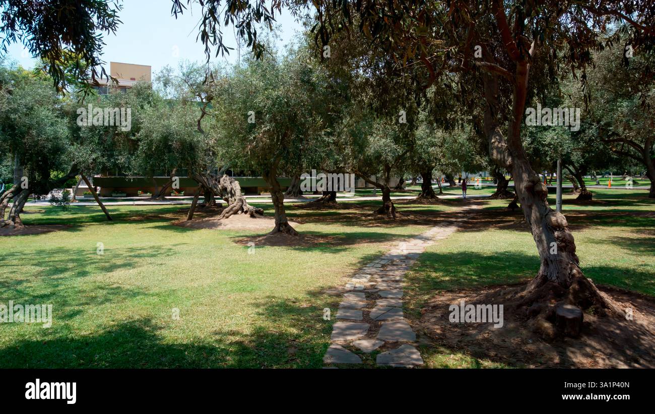 Lima, Perù - 10 gennaio 2023: Accesso pedonale a Bosque de Olivar, un sito storico nel centro della città Foto Stock