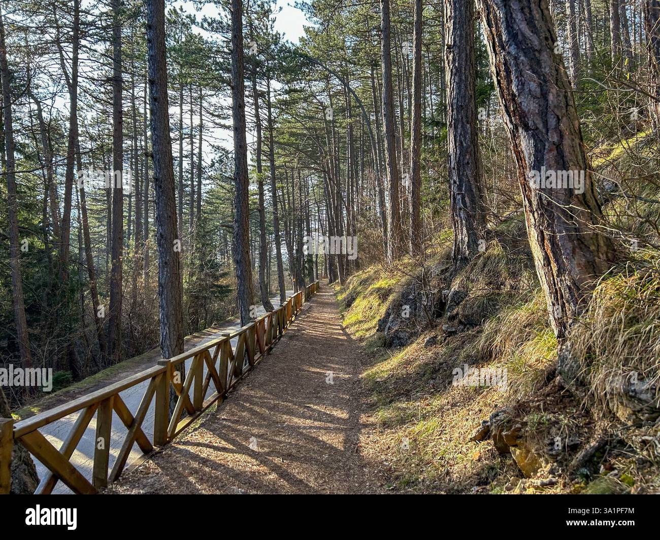 Un tranquillo sentiero nella foresta che si snoda attraverso una fitta pineta. La luce del sole filtra tra tra gli alberi alti, gettando ombre morbide sul sentiero terroso. Foto Stock