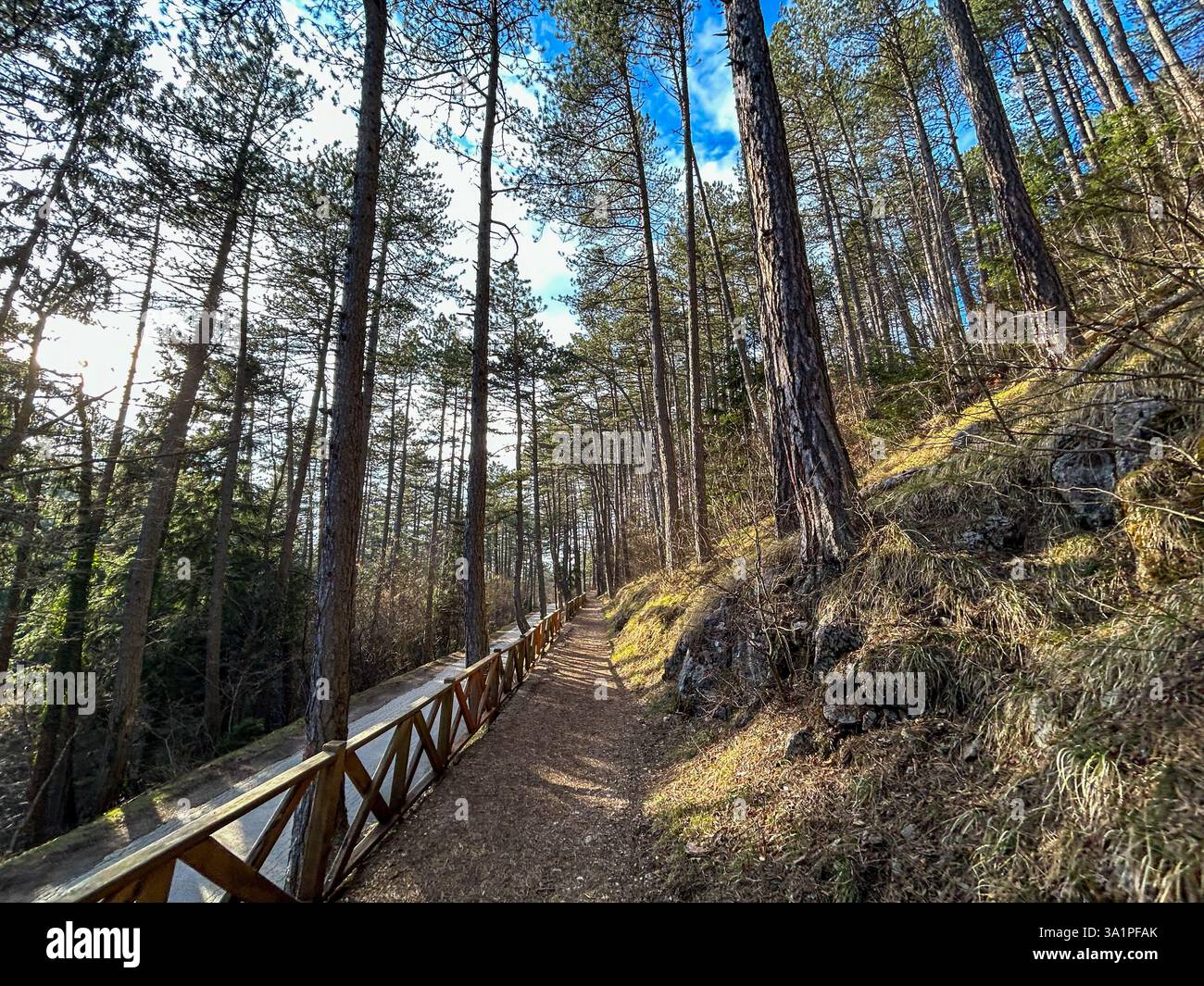 Un tranquillo sentiero nella foresta che si snoda attraverso una fitta pineta. La luce del sole filtra tra tra gli alberi alti, gettando ombre morbide sul sentiero terroso. Foto Stock