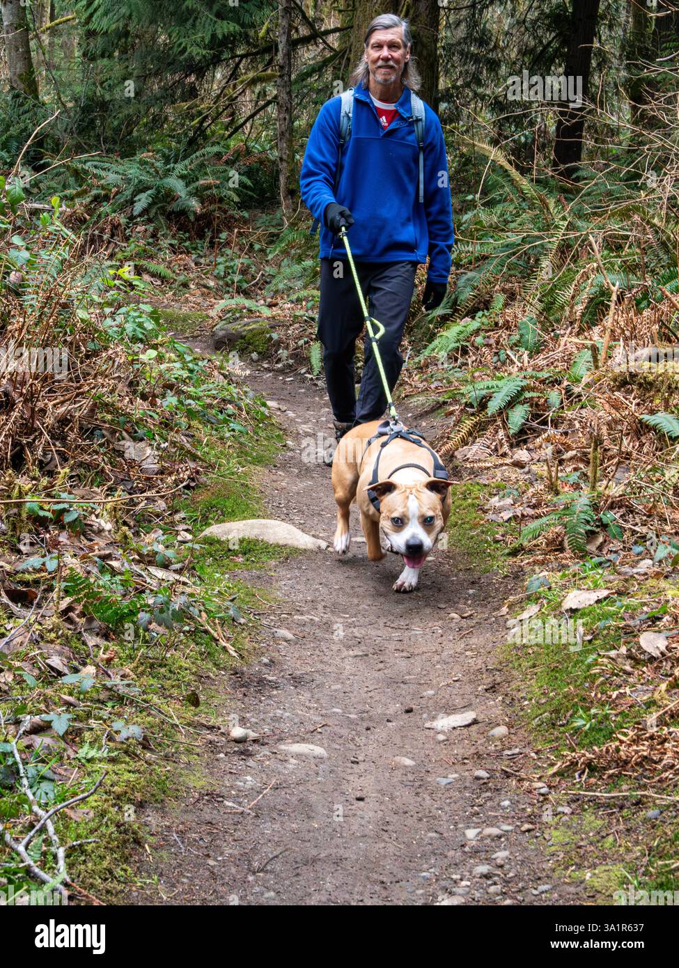 WA28200-00...WASHINGTON - Tom Kirkendall e il suo compagno canino esplorano i sentieri della Paradiise Valley Conservation area, Snohomish County. Foto Stock