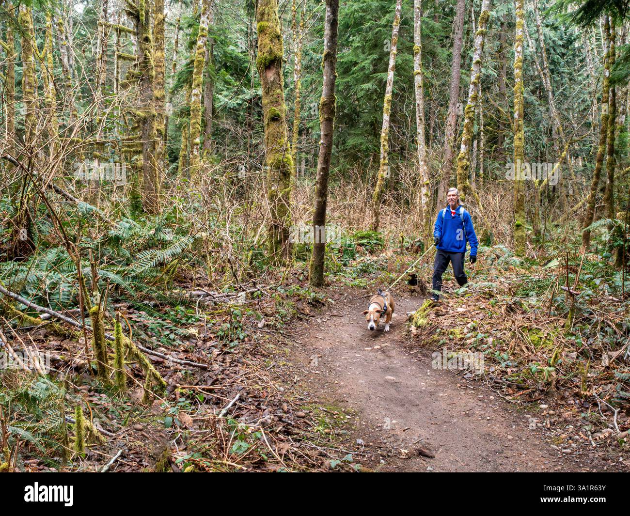 WA28001-00...WASHINGTON - escursionista e accompagnatore che esplorano i sentieri della Paradise Valley Conservation areain Snohomish County. Foto Stock
