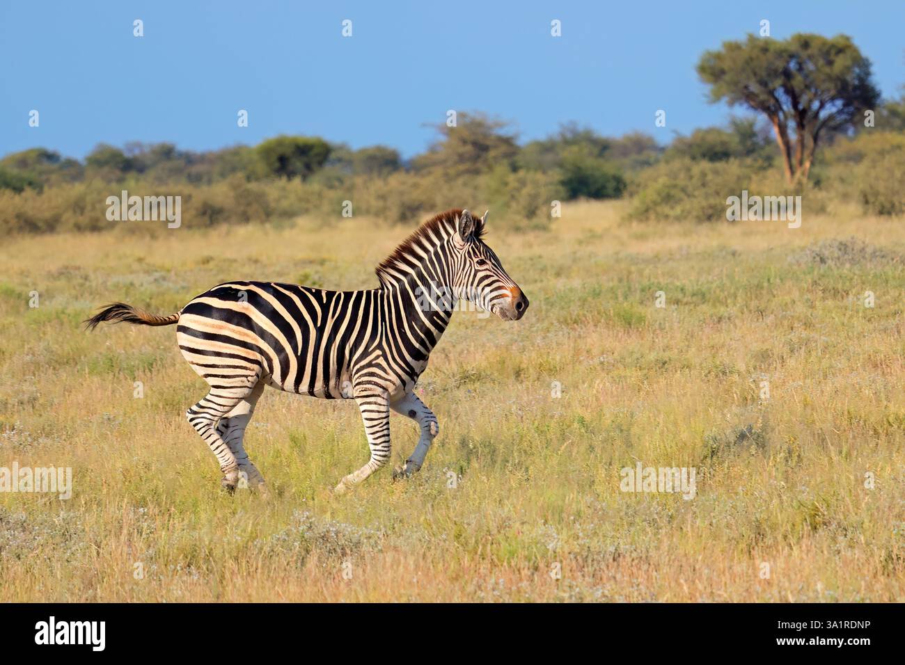 Una zebra pianeggiante (Equus burchelli) che corre in prateria, Sud Africa Foto Stock