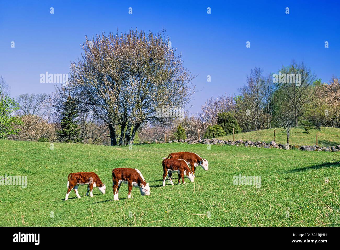 Paesaggio primaverile con vitelli che pascolano su un prato in campagna Foto Stock