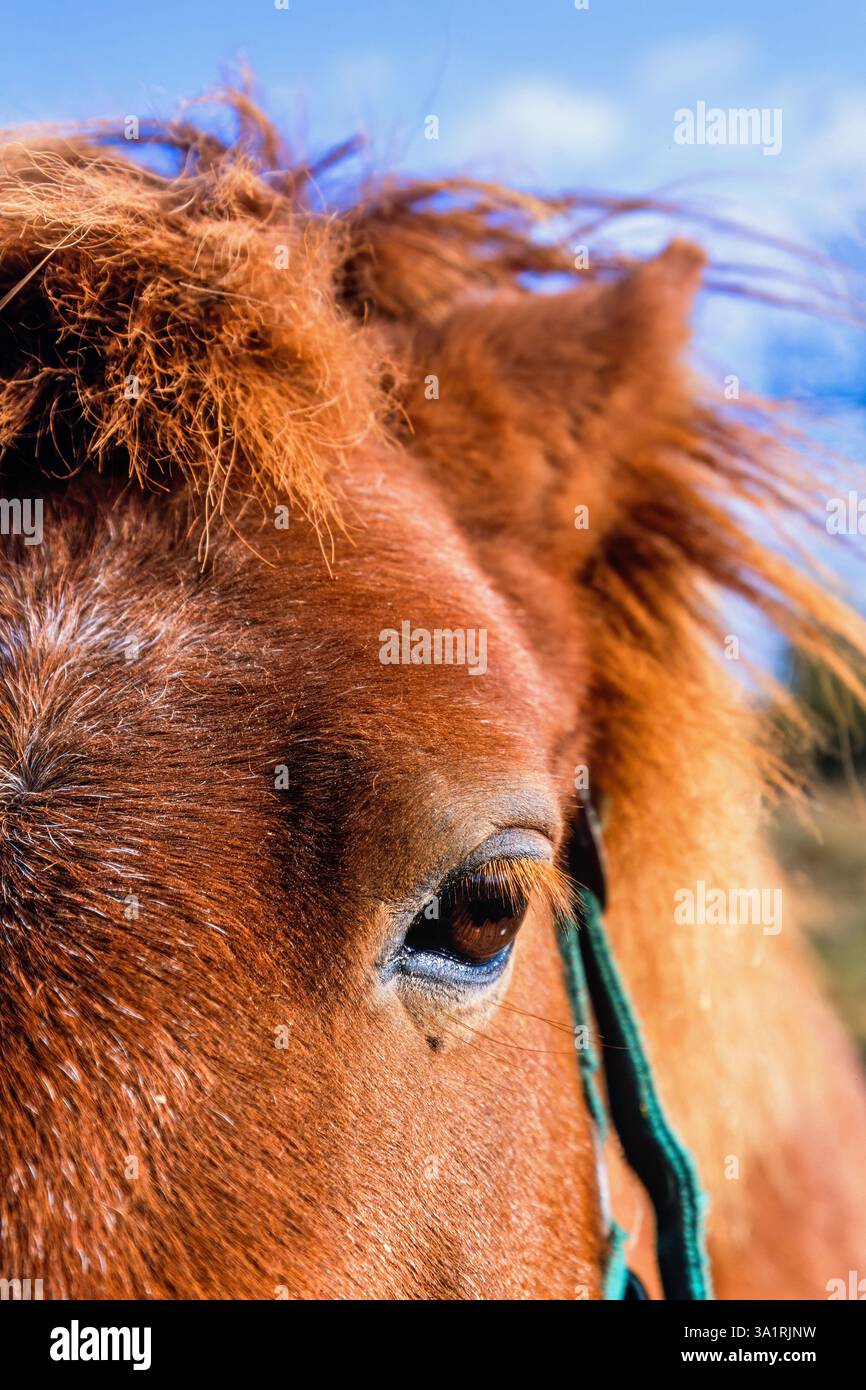 Primo piano su un cavallo carino che ti sta guardando Foto Stock