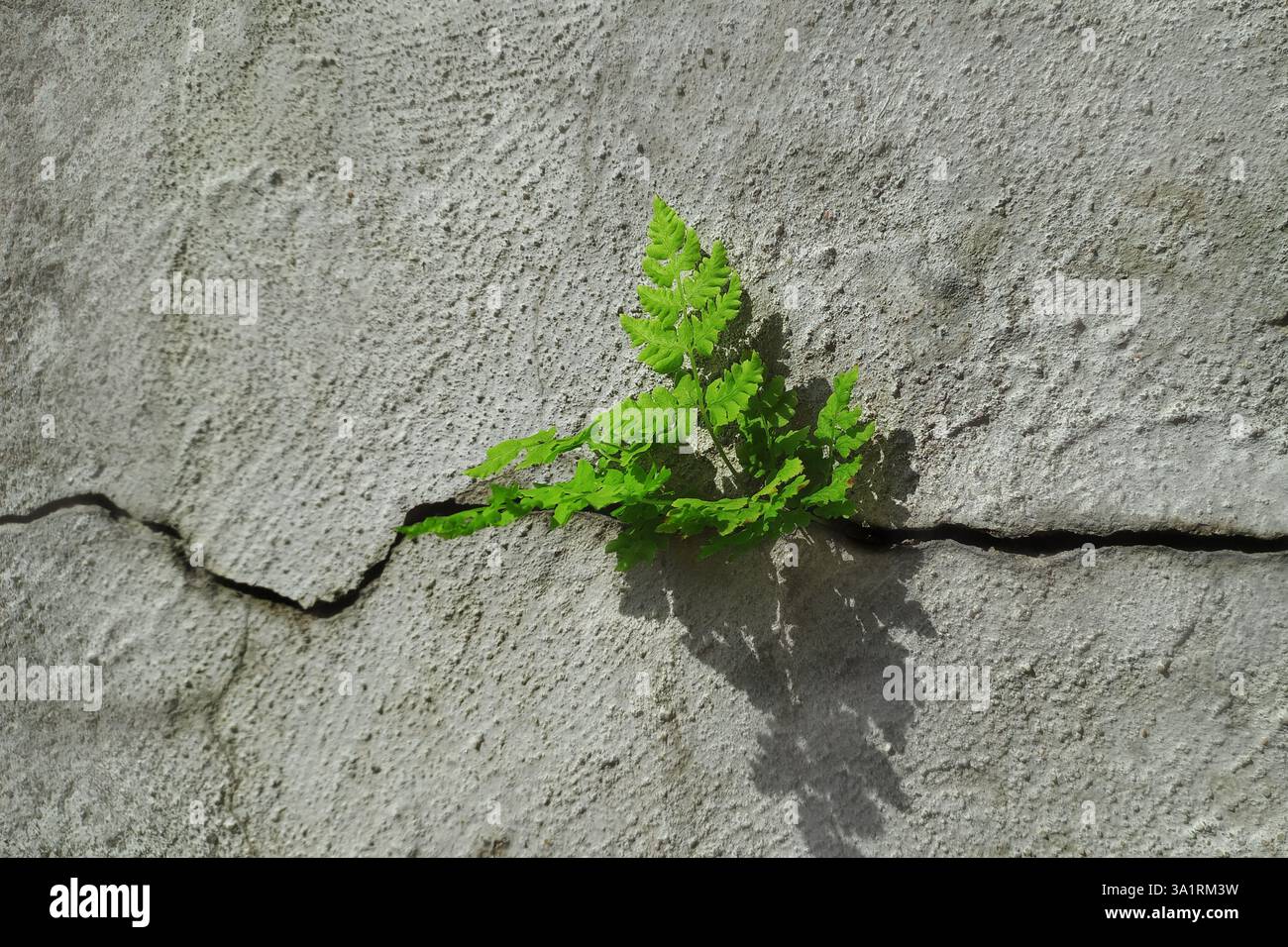 un germoglio giovane rompe una crepa nel calcestruzzo. un concetto di energia verde giovane Foto Stock