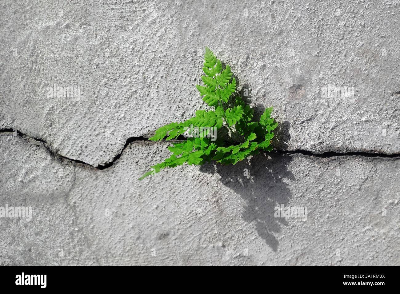 un germoglio giovane rompe una crepa nel calcestruzzo. un concetto di energia verde giovane Foto Stock