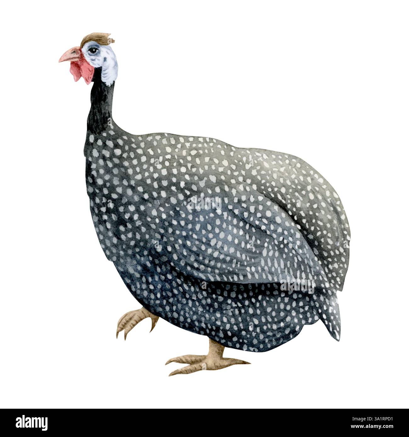 Illustrazione di faraone macchiate ad acquerello isolata su bianco. Volatili da cortile con piume nere e macchie. Divertente e carino domestico africano Foto Stock