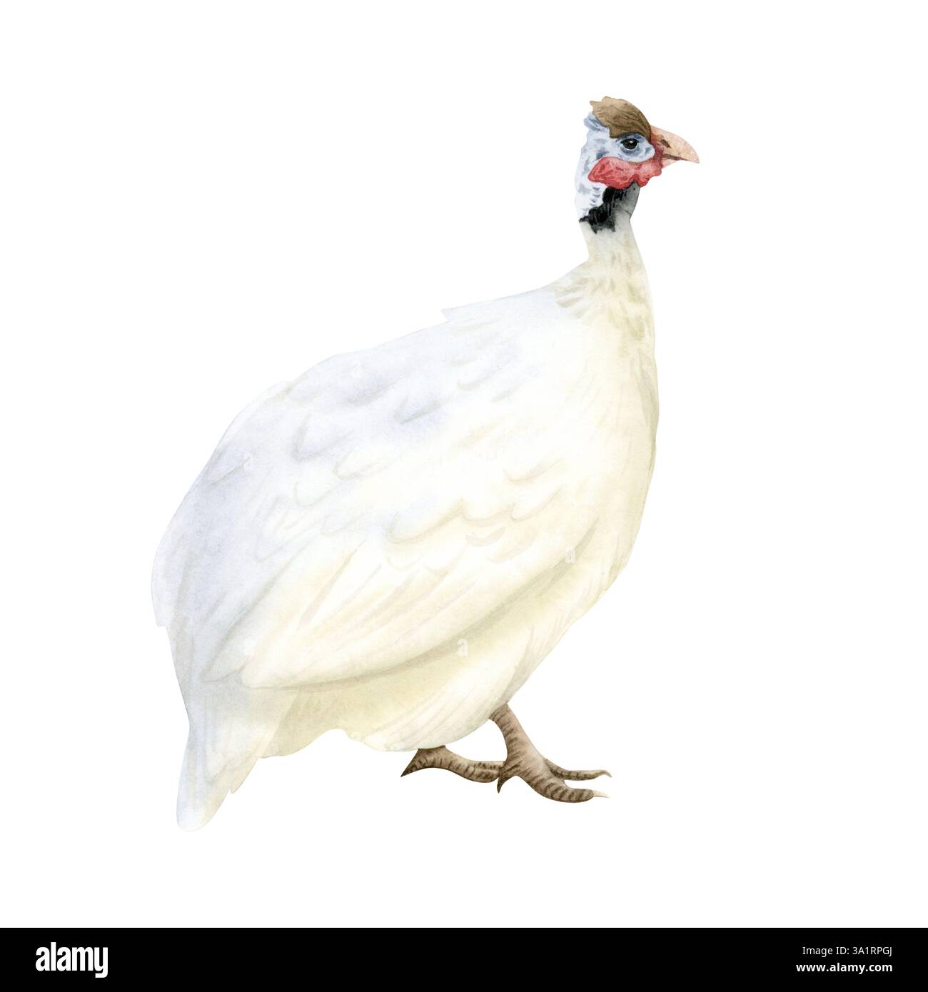 Illustrazione isolata di acquerello bianco di faraone. Volatili da cortile dell'azienda avicola. Divertente e carino clipart di animali domestici africani per progetti di agricoltura Foto Stock