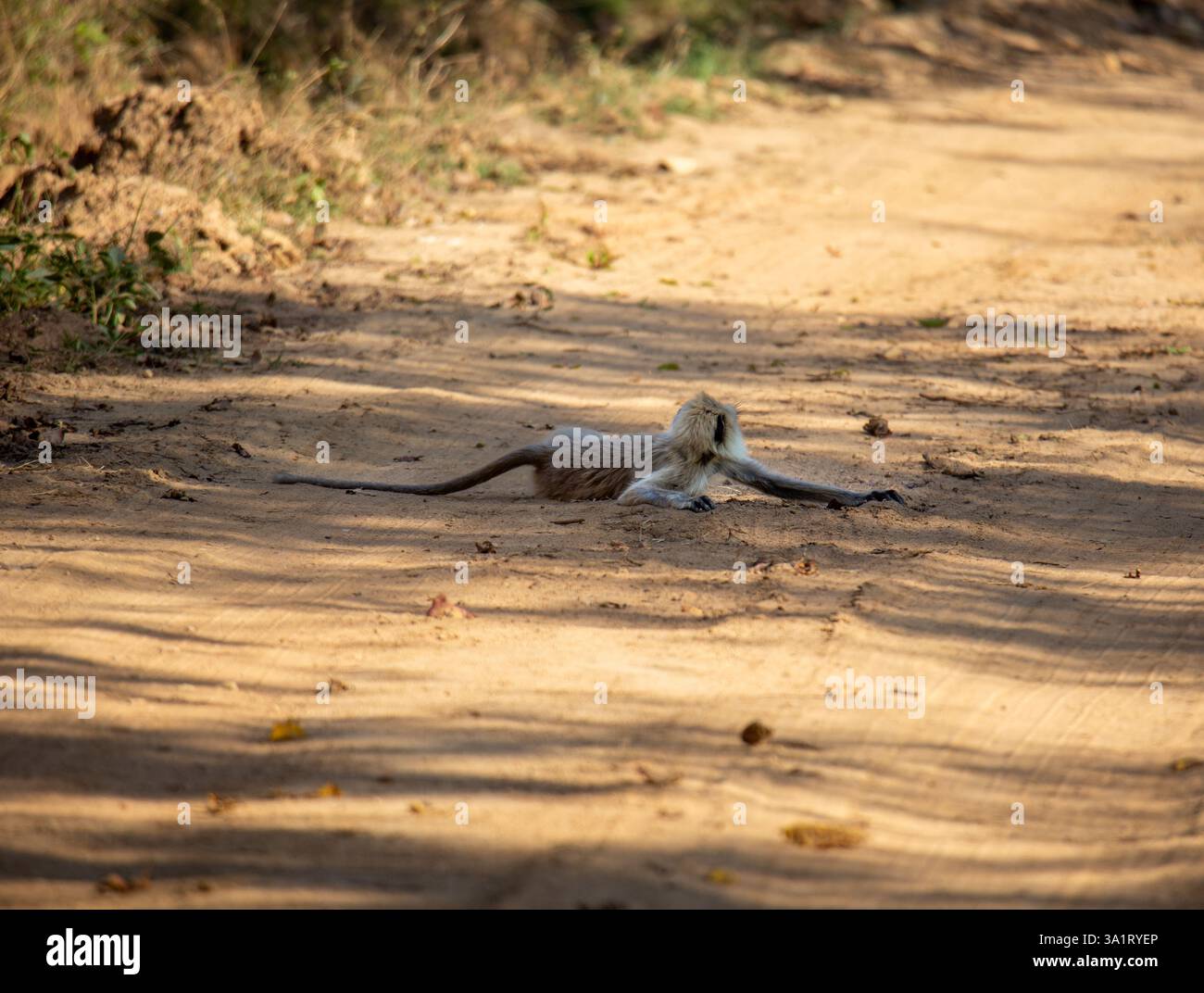 Una foto di un langur che riposa nel mezzo di una strada in una foresta Foto Stock