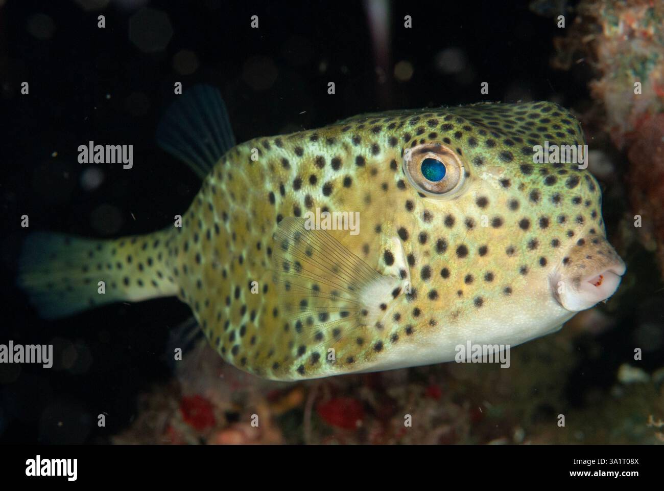 Shortnose Boxfish, Rhynchostracion nasus, immersioni notturne, sito di immersione TK1, stretto di Lembeh, Sulawesi, Indonesia Foto Stock