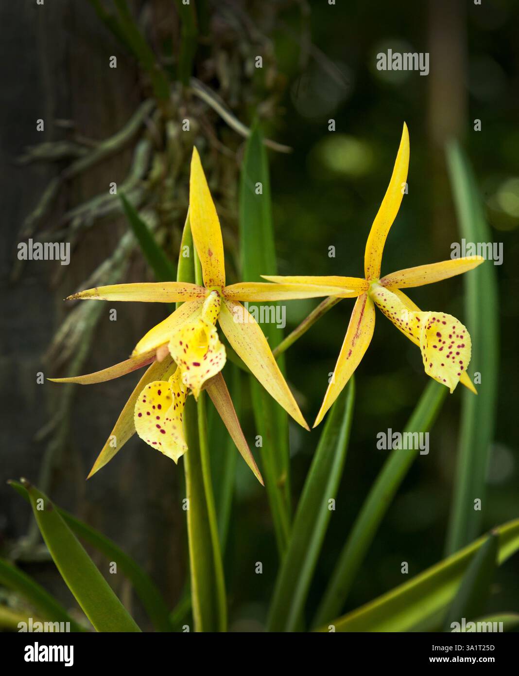 Orchidea (uccello giallo Brassocattleya) Foto Stock