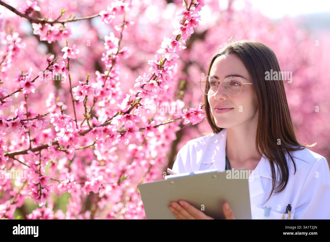 Biologo che controlla la crescita dell'albero di pesca in un campo Foto Stock