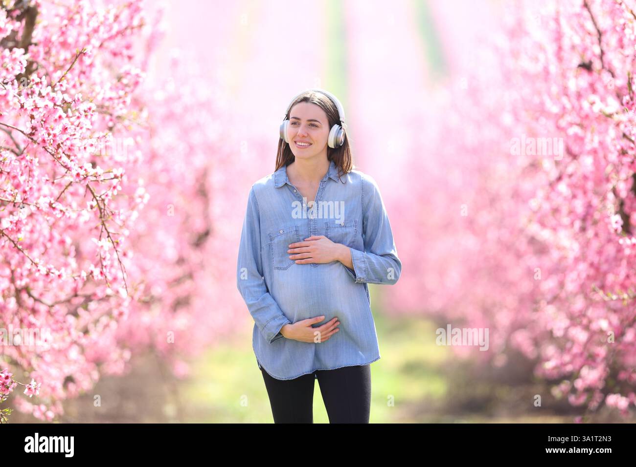 Vista frontale ritratto di una donna incinta che ascolta musica con le cuffie che camminano in un campo fiorito rosa Foto Stock