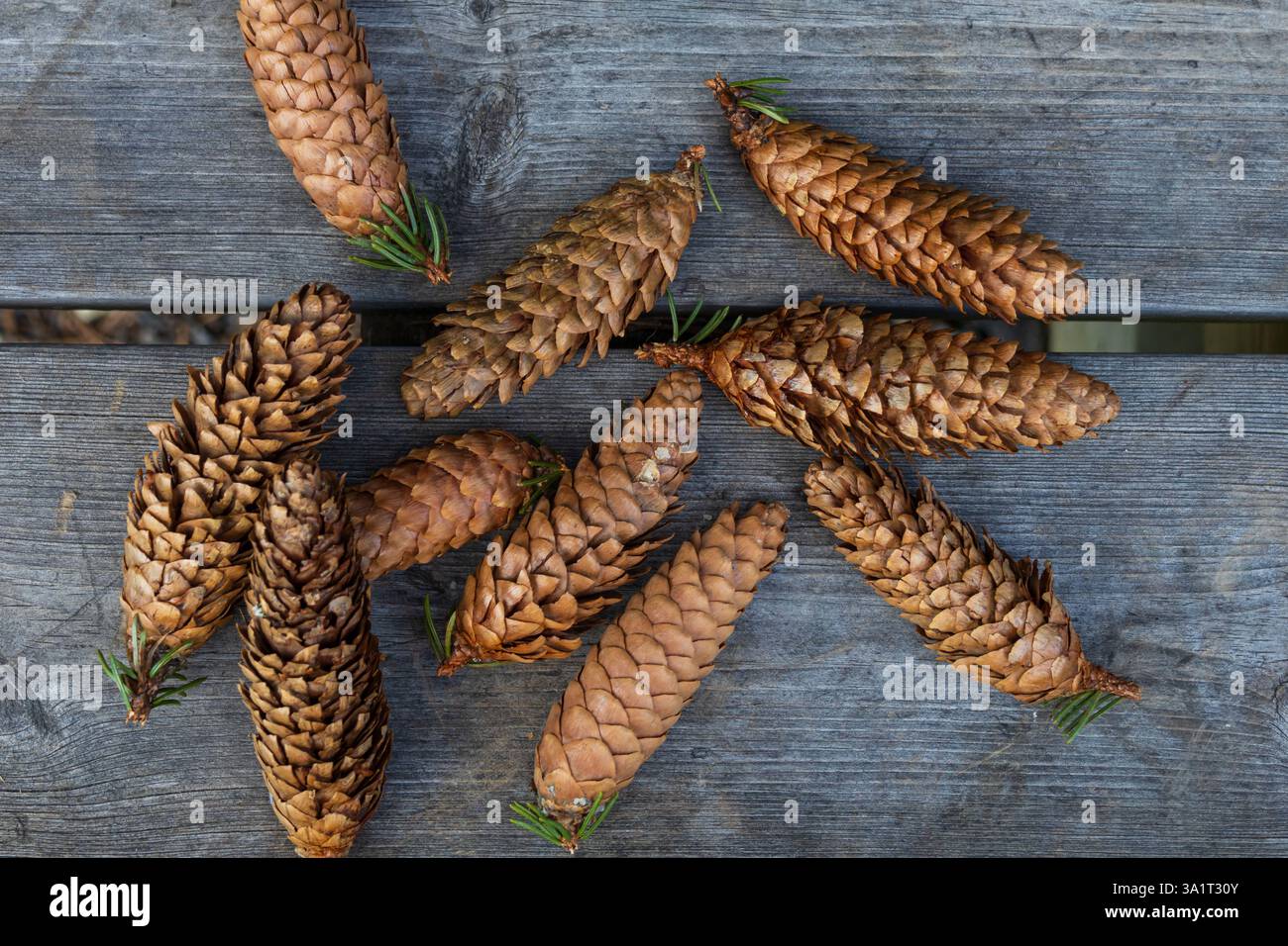 Primo piano di coni di pino disposti con cura su tavole di legno, che mostrano texture naturali, toni terrosi e dettagli intricati dei coni Foto Stock