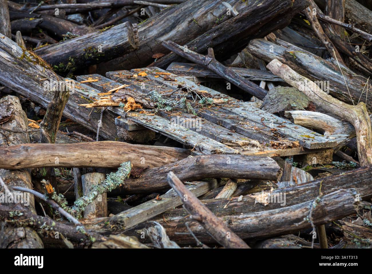 Un piccolo ponte artificiale di tavole di legno si erge in mezzo a distese e tronchi di terra lavati, mescolando la costruzione umana al caos della natura Foto Stock