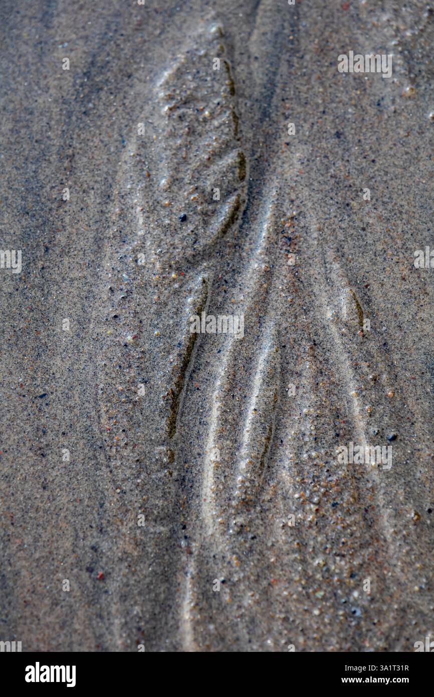Primo piano di sabbia bagnata caratterizzata da intricati motivi a forma d'acqua e aree lisce e piatte, evidenziando texture naturali Foto Stock Primo piano di sabbia bagnata caratterizzata da intricati motivi a forma d'acqua e aree lisce e piatte, evidenziando texture naturali Foto Stock