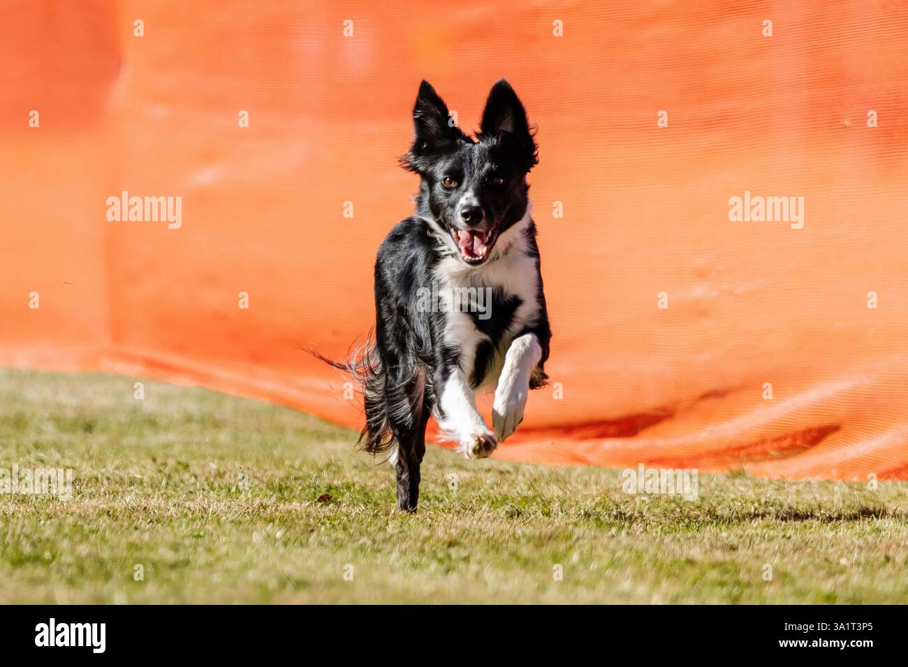 Border Collie, corsa di richiamo sportiva da corsa, Sprint Dog Sport Foto Stock