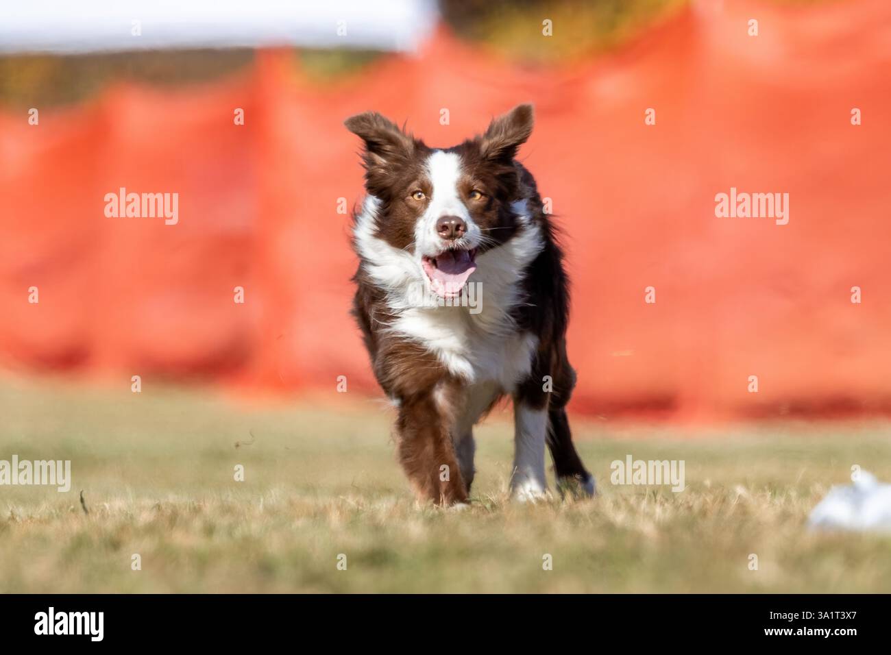 Border Collie, corsa di richiamo sportiva da corsa, Sprint Dog Sport Foto Stock