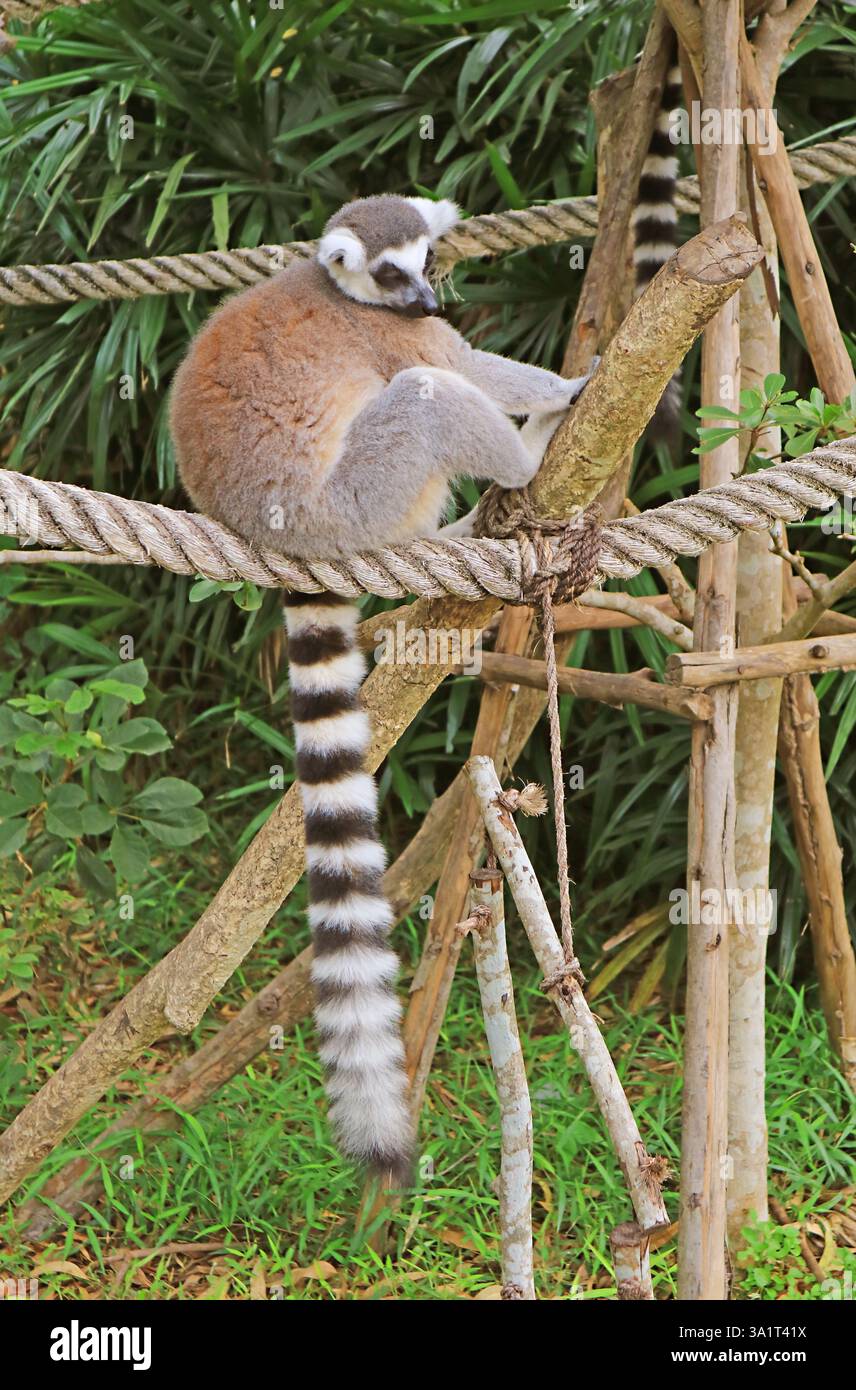 Un lembo dalla coda ad anello che si rilassa in uno zoo aperto Foto Stock