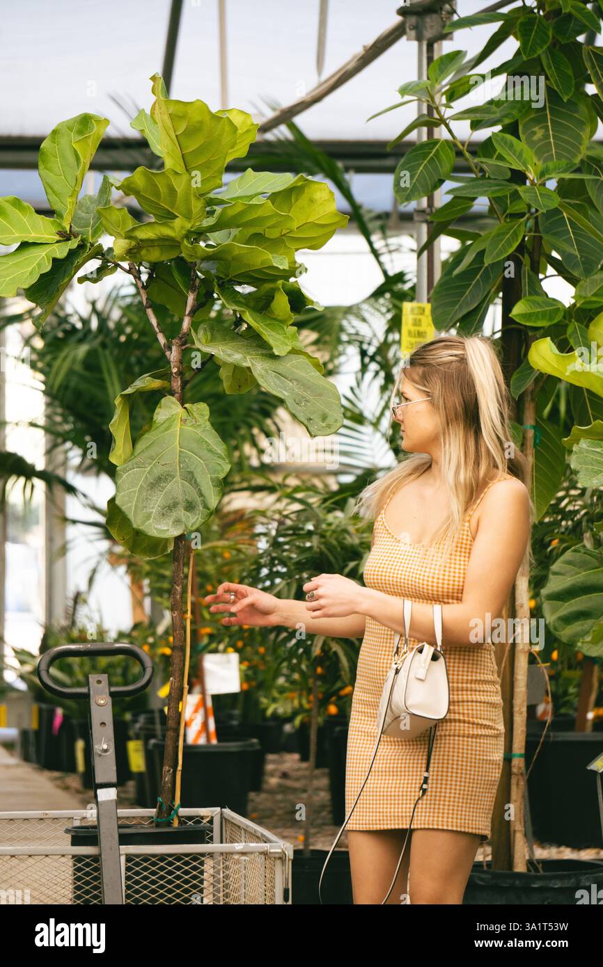 Young Woman Plant Shopping for a Fiddle Leaf Fig Tree Foto Stock