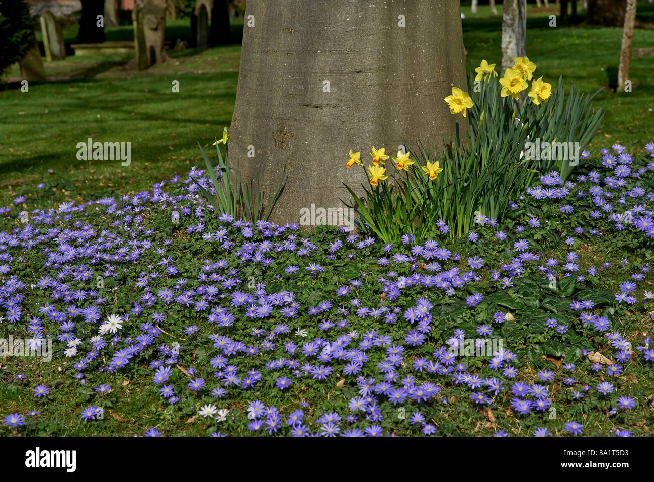 Fiori primaverili di narcisi, Narcissus pseudonarcissus e Purple Rock Cress, Aubrieta deltoidea, che circondano un tronco di albero. Inghilterra, Regno Unito Foto Stock