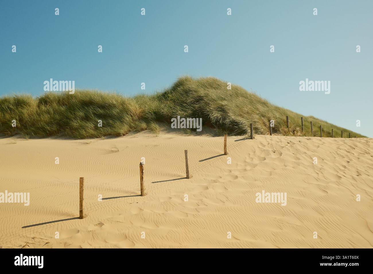 Paesaggio di dune di sabbia che protegge l'erba con pali di legno sotto il cielo blu Foto Stock