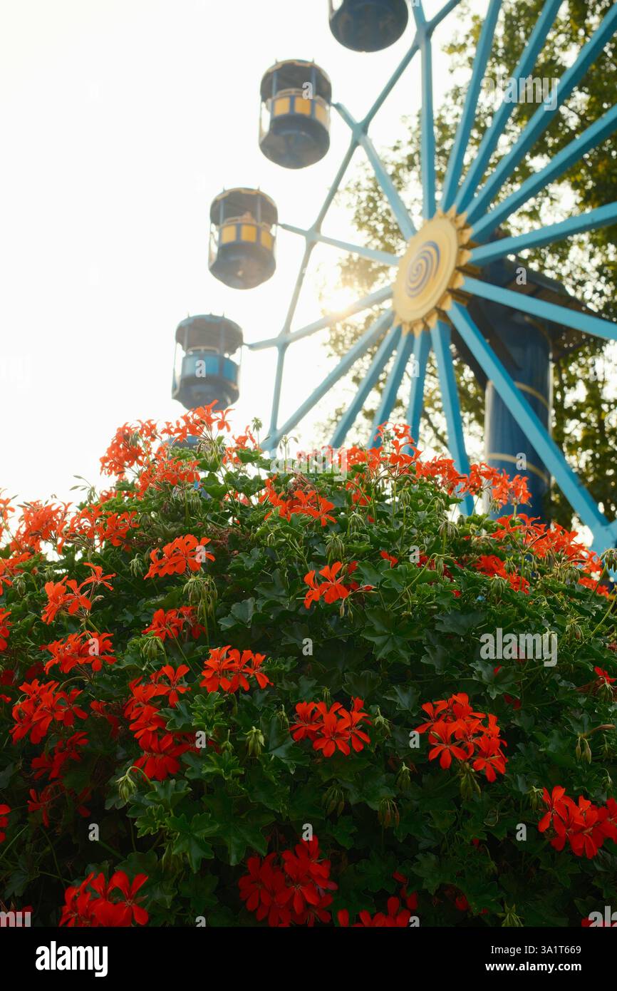 Ruota panoramica che ruota dietro vibranti fiori di geranio rosso Foto Stock