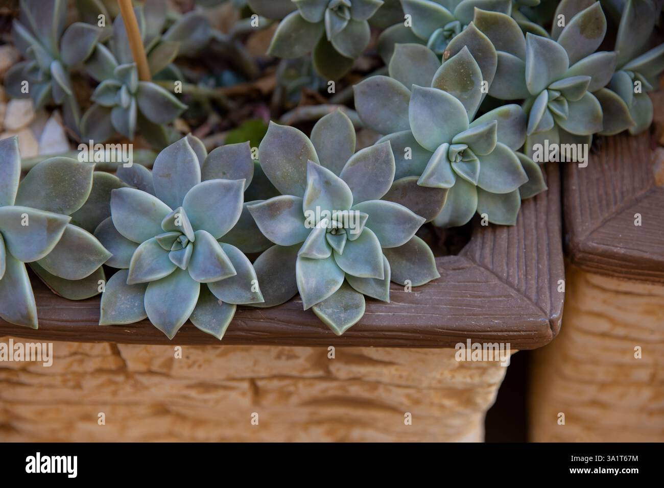 Piante succulente in una pentola su una terrazza in un giardino Foto Stock