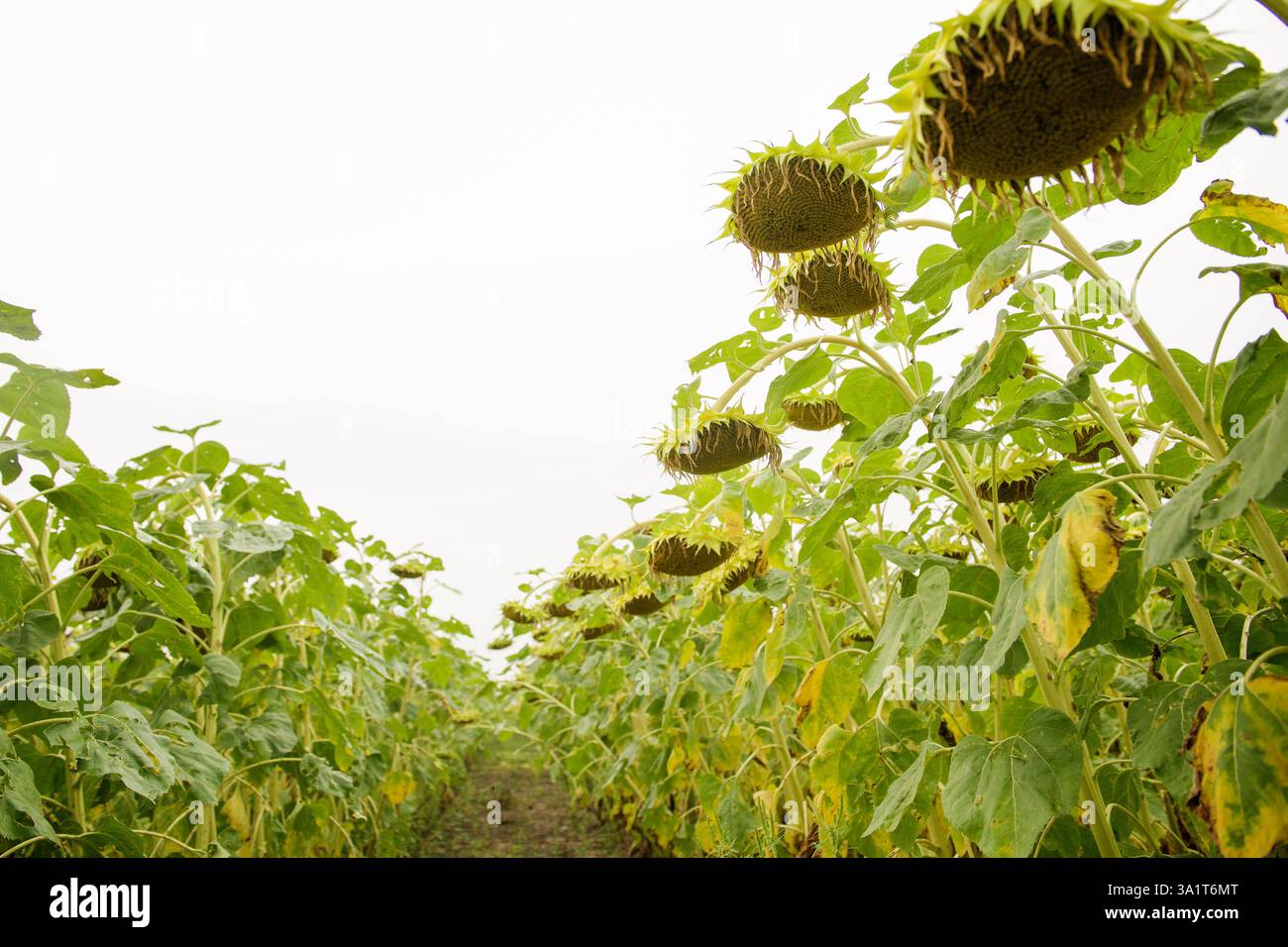 girasole maturo nel campo Foto Stock
