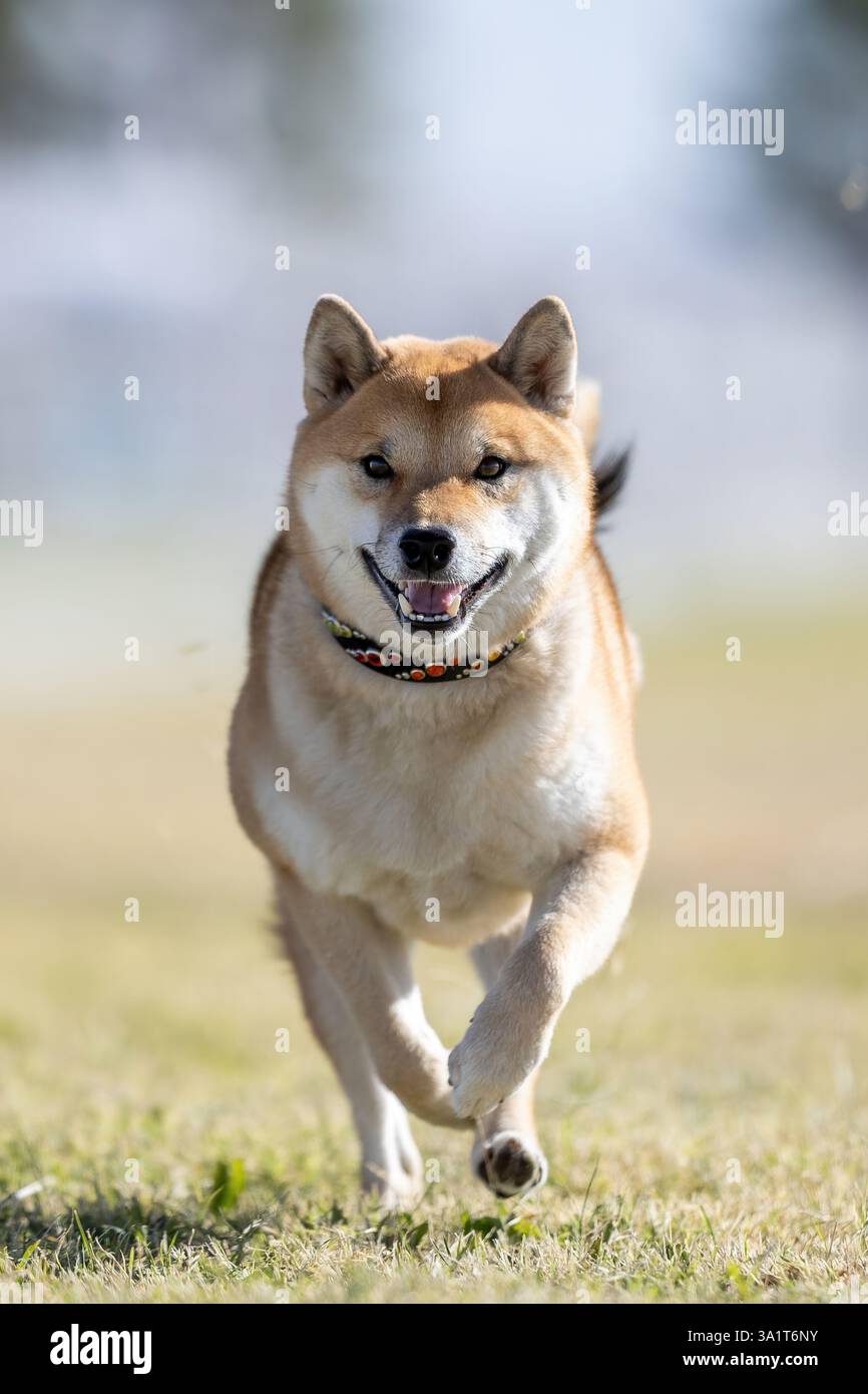 Shiba Inu Running Lure Course Sprint Dog Sport Foto Stock