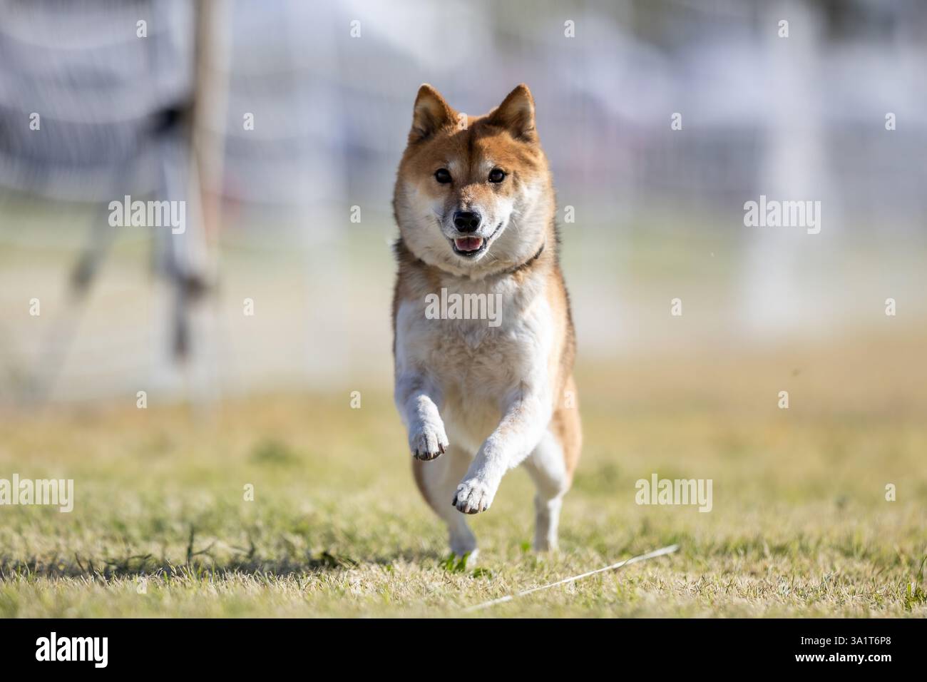 Shiba Inu Running Lure Course Sprint Dog Sport Foto Stock
