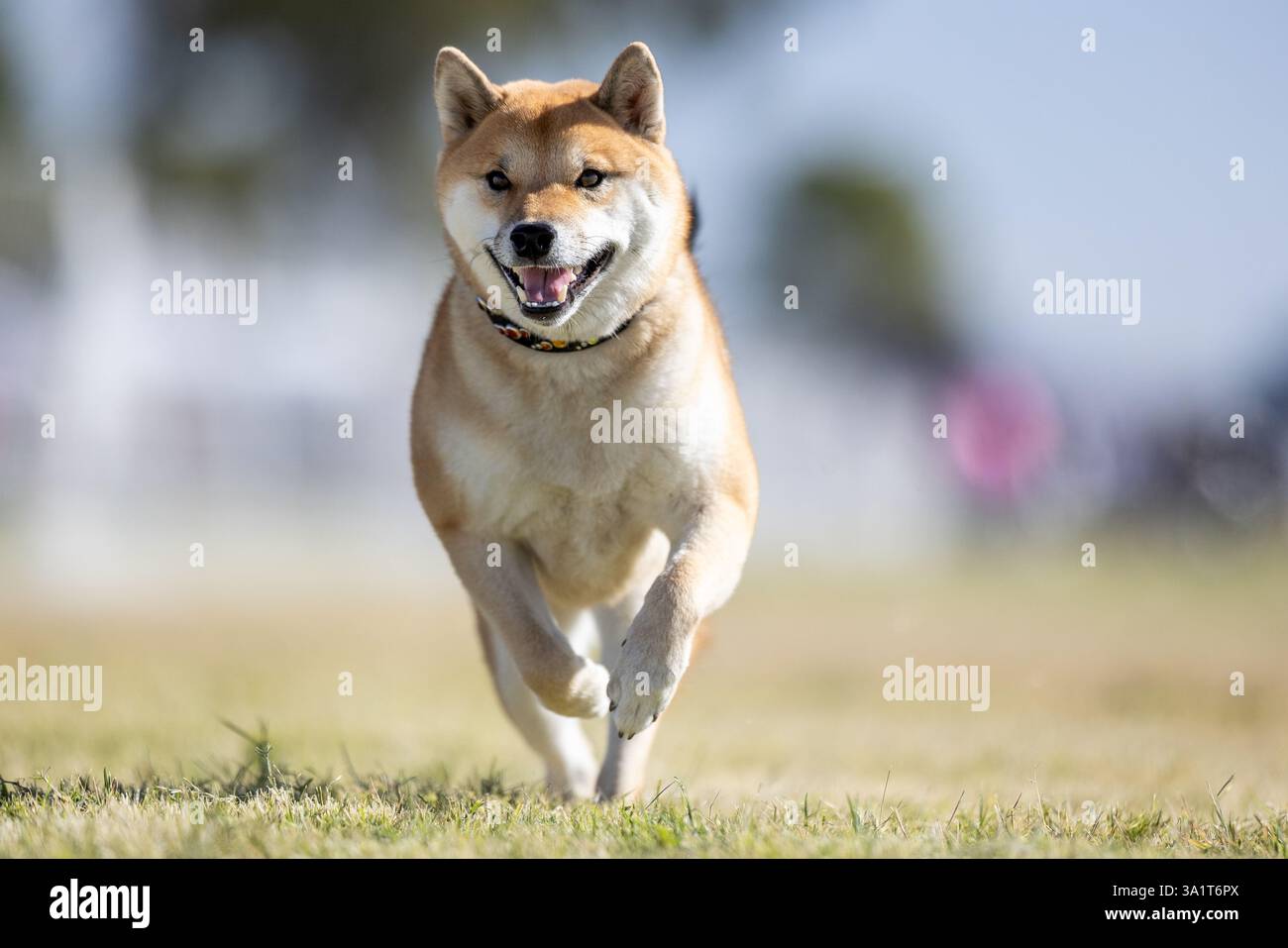 Shiba Inu Running Lure Course Sprint Dog Sport Foto Stock