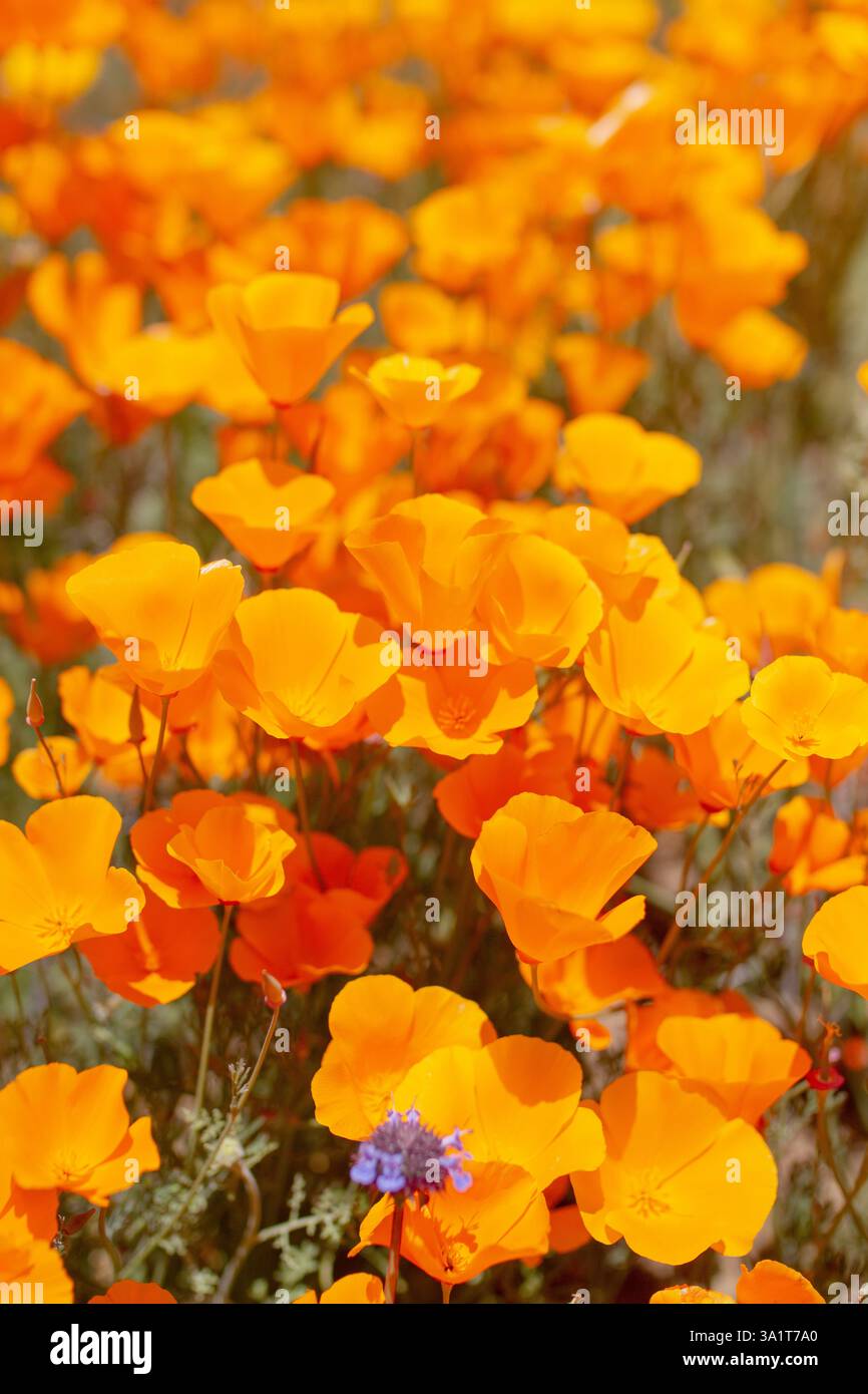 Primo piano dei vivaci papaveri californiani in piena fioritura durante la cena Foto Stock