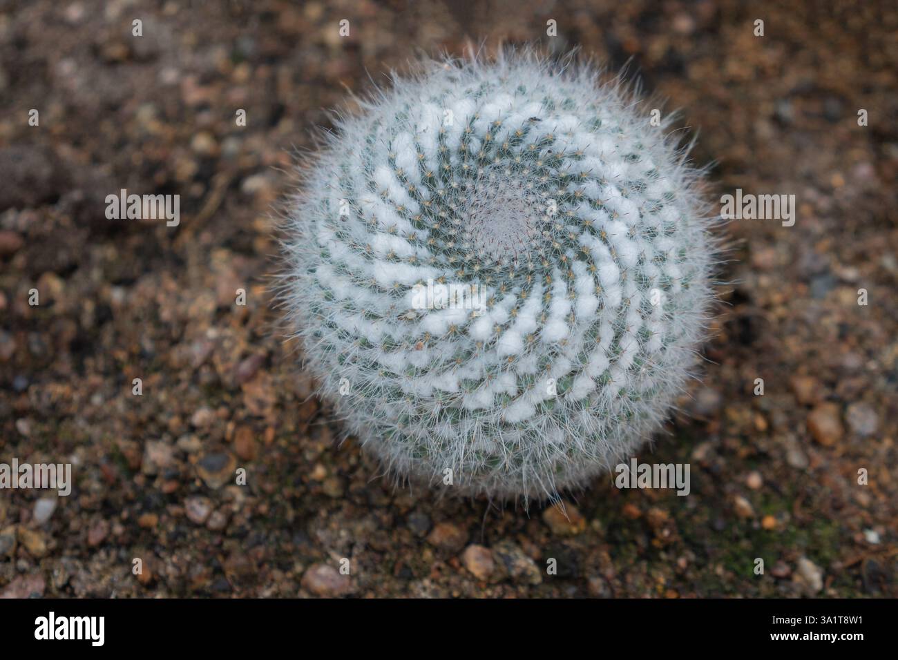 Cactus in un giardino botanico. Primo piano dei cactus. Foto Stock