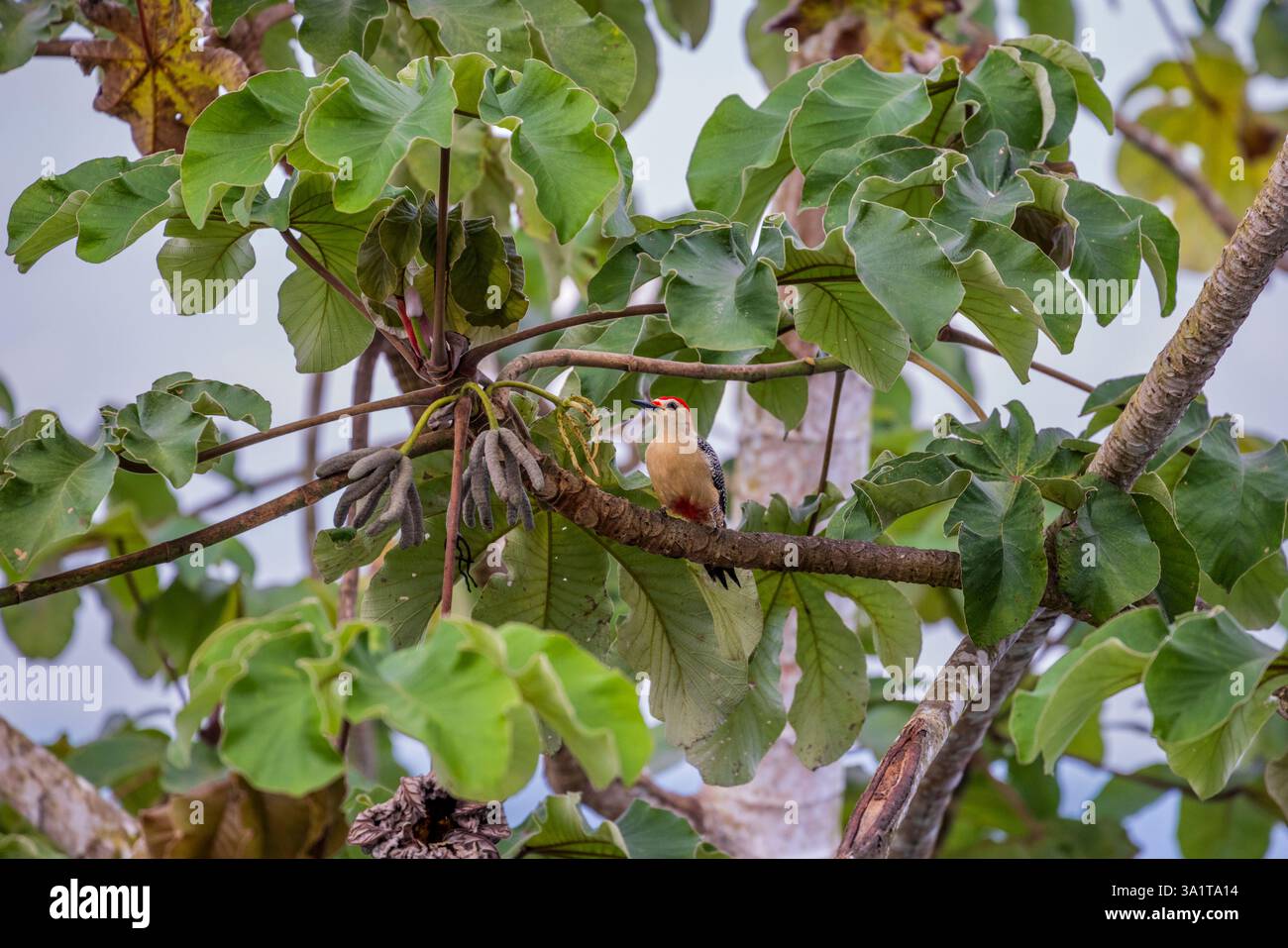 A Hoffman’s Woodpecker a San Ignacio, Belize, America centrale Foto Stock