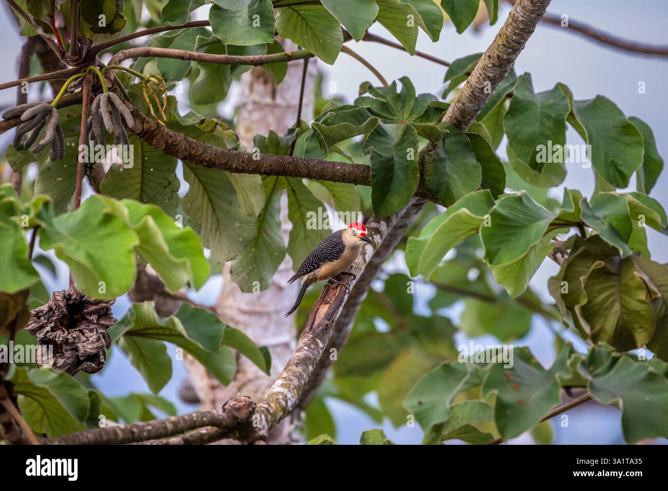 A Hoffman’s Woodpecker a San Ignacio, Belize, America centrale Foto Stock