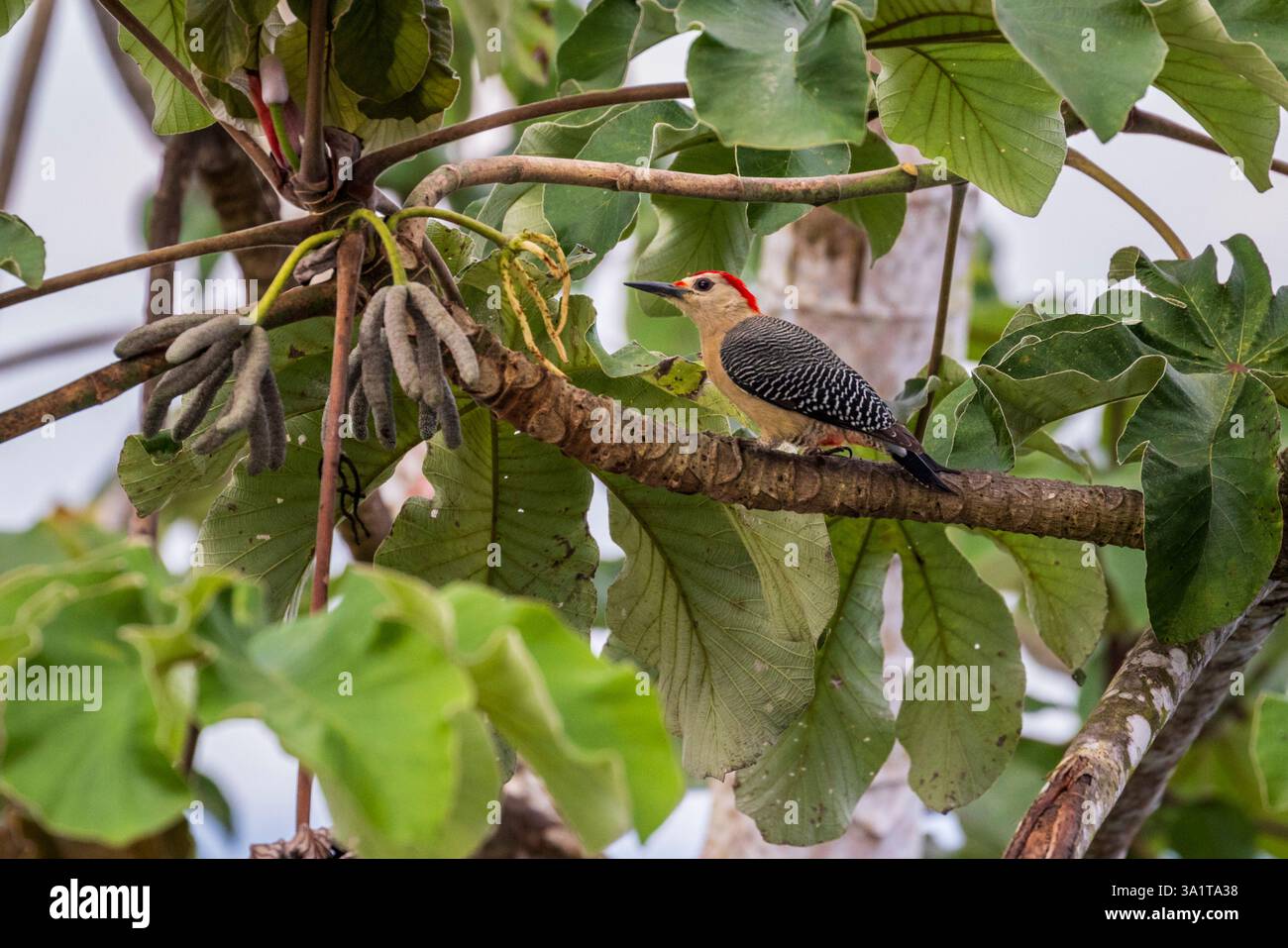 A Hoffman’s Woodpecker a San Ignacio, Belize, America centrale Foto Stock