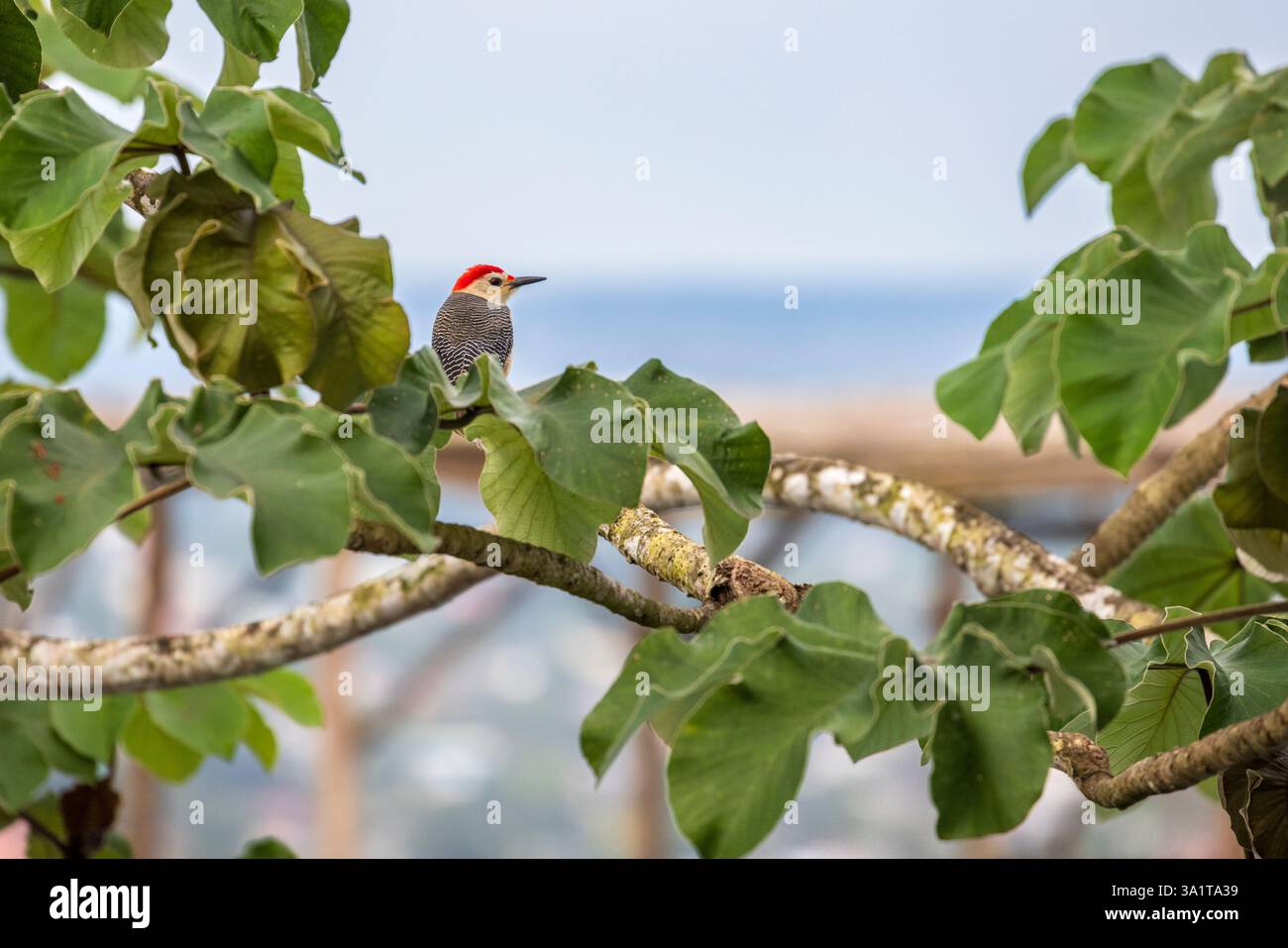 A Hoffman’s Woodpecker a San Ignacio, Belize, America centrale Foto Stock
