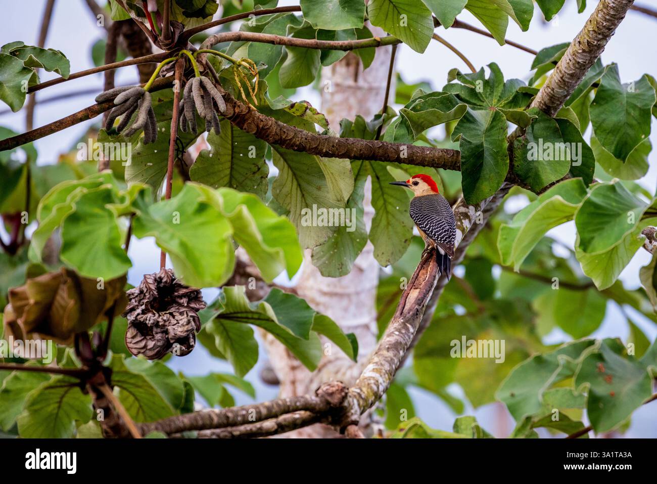 A Hoffman’s Woodpecker a San Ignacio, Belize, America centrale Foto Stock