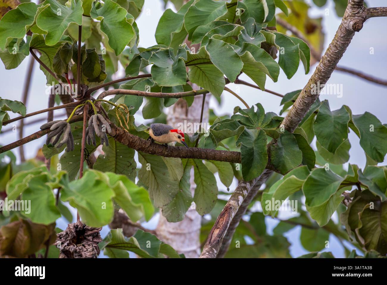 A Hoffman’s Woodpecker a San Ignacio, Belize, America centrale Foto Stock