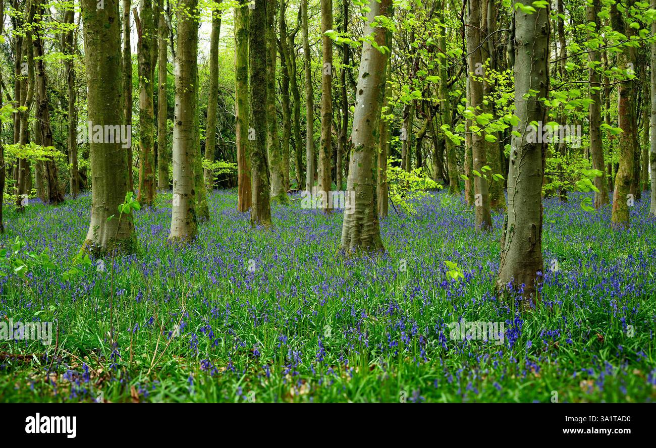 Una foresta con un tappeto di campane che copre il pavimento in Springtime Foto Stock