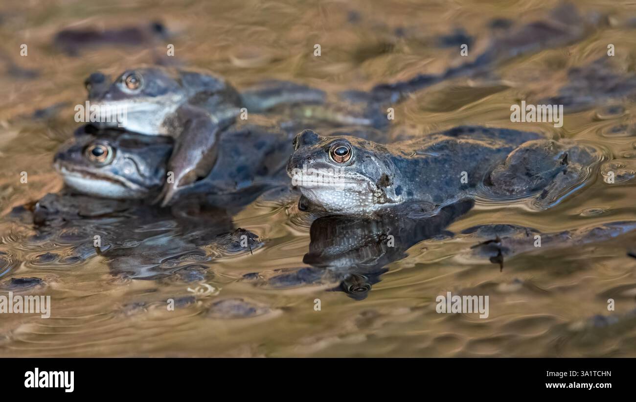 Rane europee o comuni (Rana temporaria) durante la stagione degli accoppiamenti Foto Stock