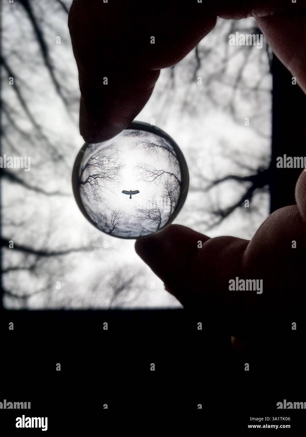 Sfera di cristallo astratta e scura riflesso di alberi e. Foto Stock